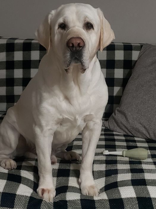 Вязка  Лабродор ретривер