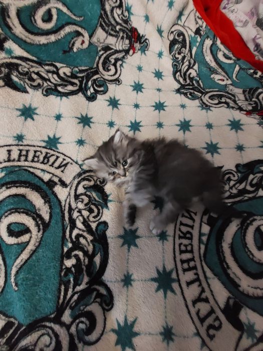 Кошенята шукають дім.