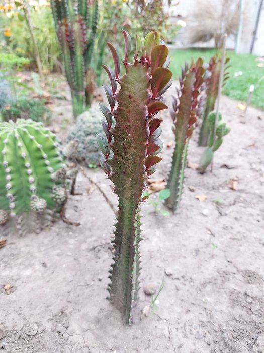 Кактуси Еуфорбія трігона рубра