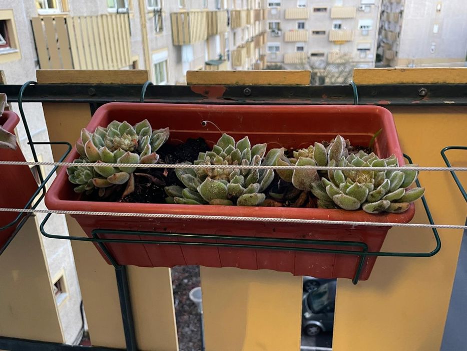 Vasos de plantas com suporte