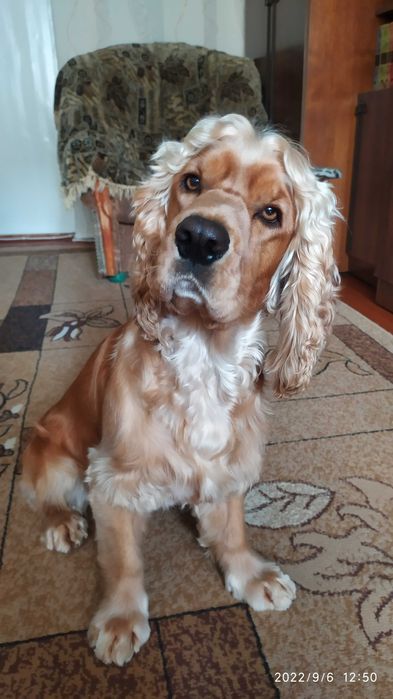 Кокер спаніель в'язка