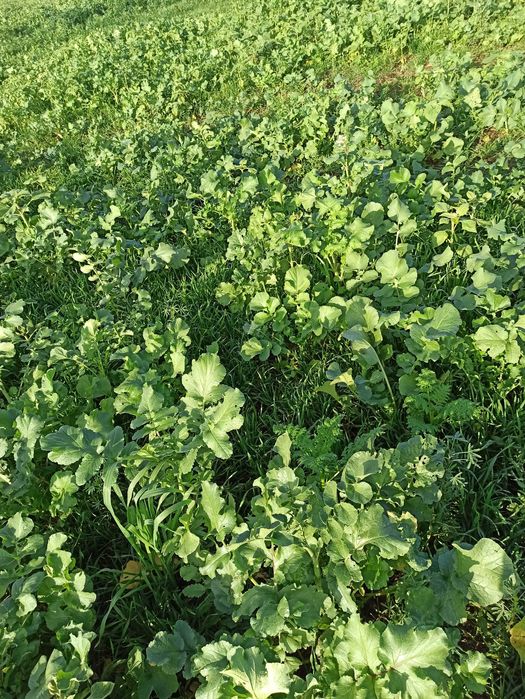 poplony facelia gorczyca rzodkiew trawy gorzowska koniczyna lucerna