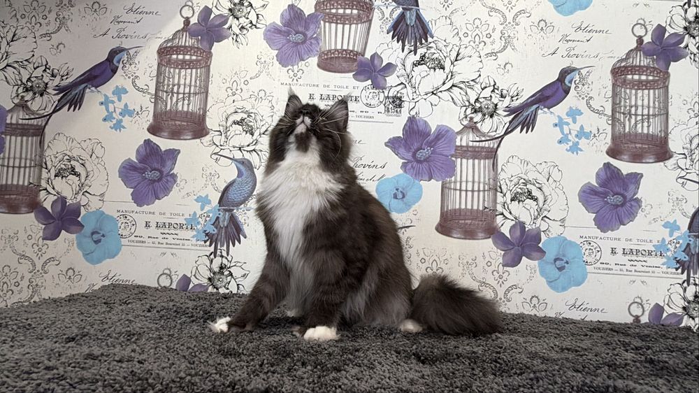 Мейн-кун дівчинка полідакт