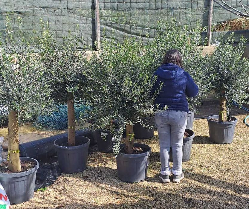 OLIVEIRAS (Olea Europaea)