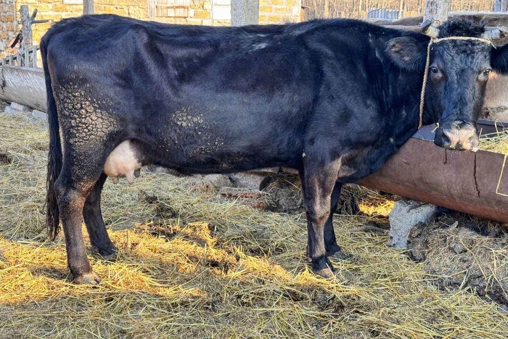 Продам не дорого  молодих  корів