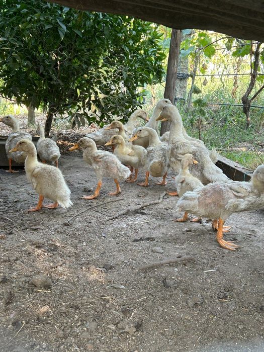 Patos Pequim brancos