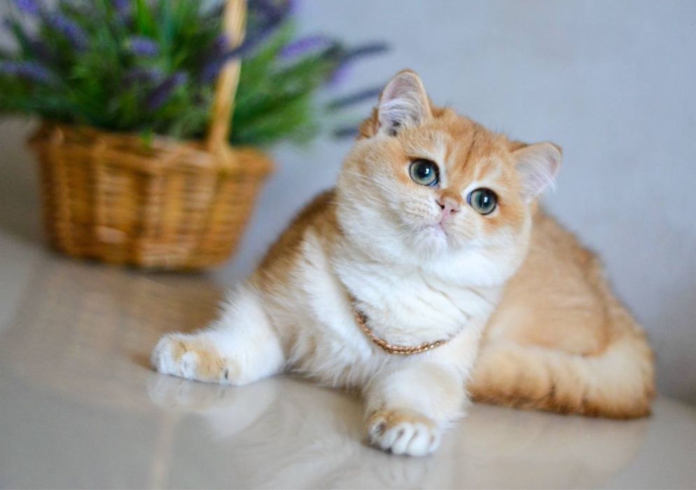 Британська золота шиншила bri by 11(12)