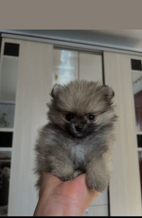 Spitz/ Lulu Pomerânia mini