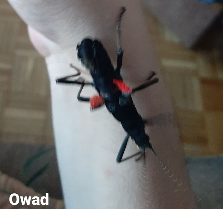 Straszyki diabelskie