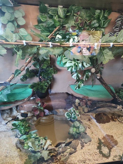 Duże terrarium z wężem