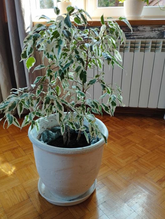 Figowiec Benjamina w doniczce o średnicy 35 cm