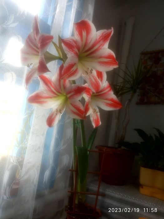 Амаралис. Шикарные цветки