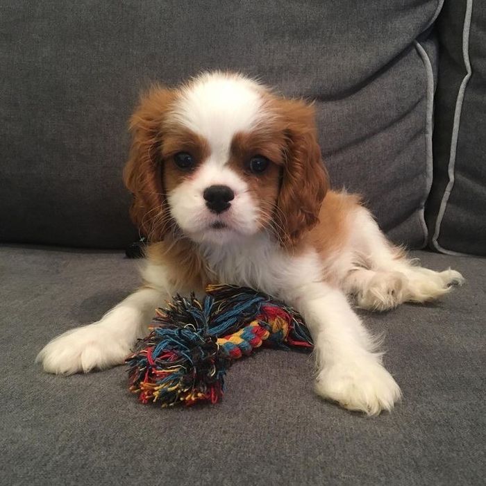 Прекрасні малюкі Кавалер Кінг Чарльз Спаніель