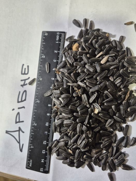 Соняшник  насіння