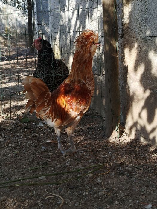 Vendo Galo paduana Chamois