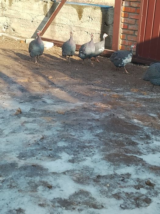 Продам сім'ю цесарок