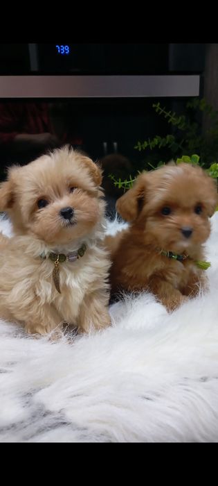 Грайливі мальтіпушата