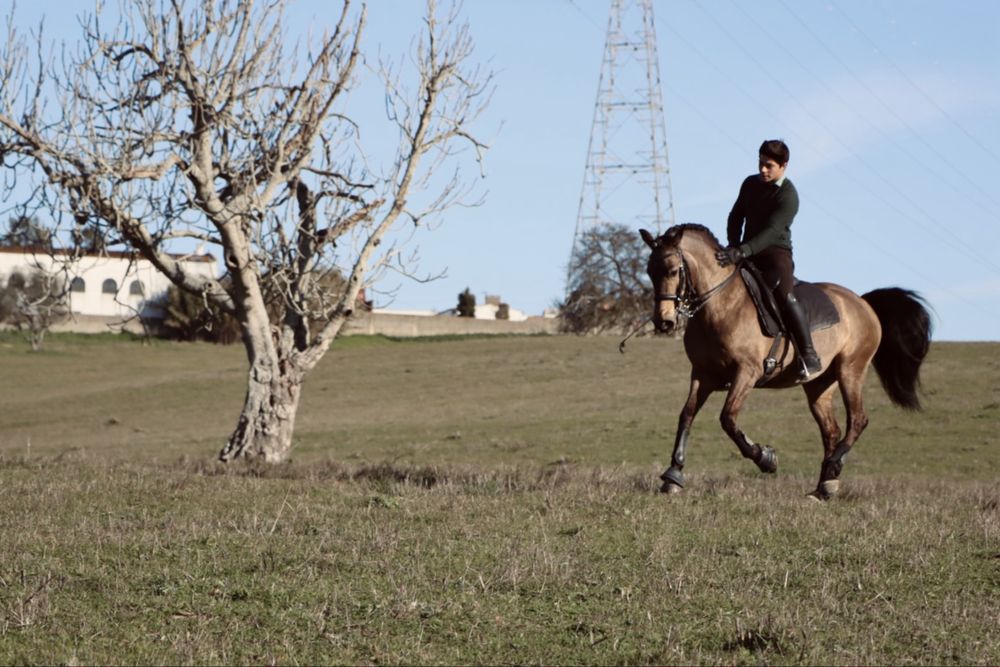 Cavalo cruzado lusitano