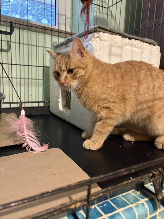 Kocurek do adopcji - pokochaj