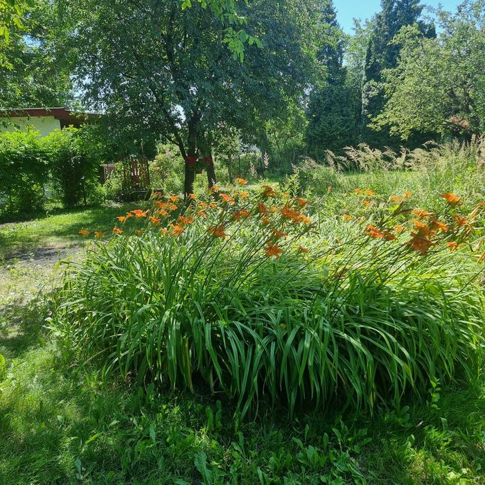 Działka w ROD Sasanka w Warszawie. pow. 430,00 m² z dogodnym dojazdem komunikacją. - Widok 4