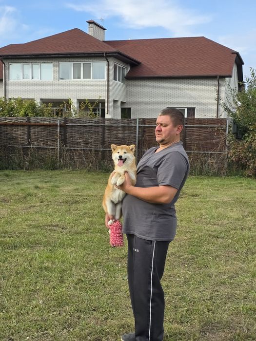 Шиба/Сіба іну,КСУ-FCI! Київ,або відправлю.Є "Оплата частинами