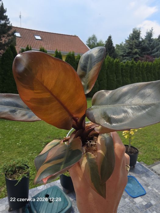 Duża sadzonka Philodendron black cardinal variegata