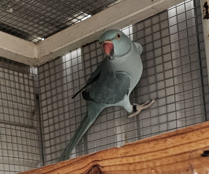 Ring neck azul canela portador cc