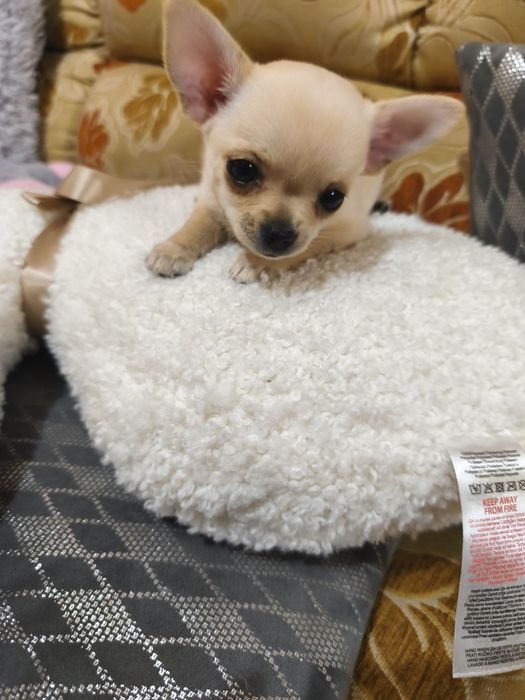 Piękna mała chihuahua