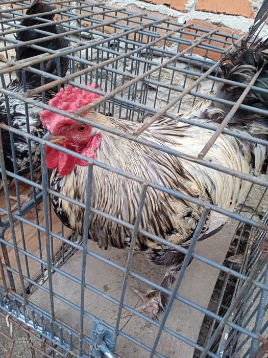 Когути домашні півні мастер грей