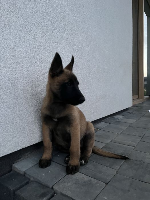 Owczarek belgijski