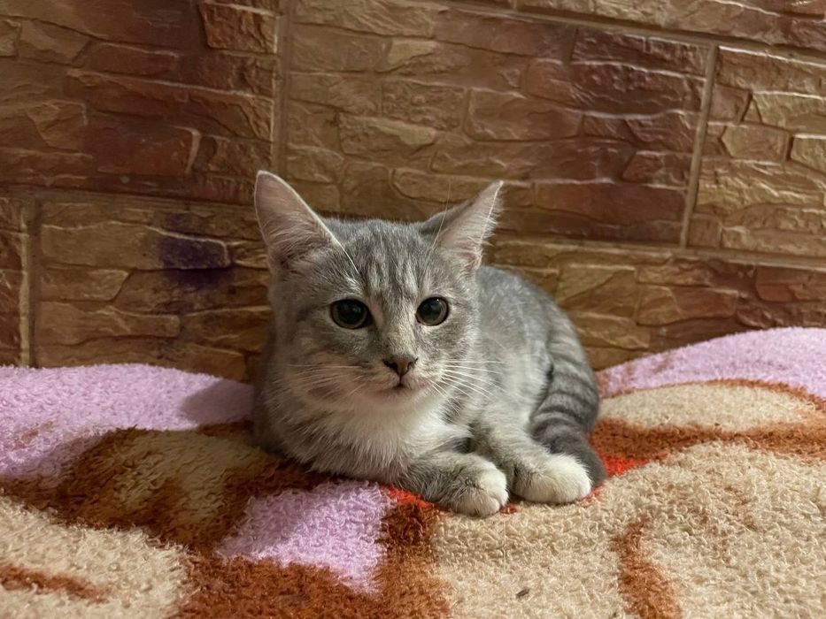 Продаю кішечку за 100грн