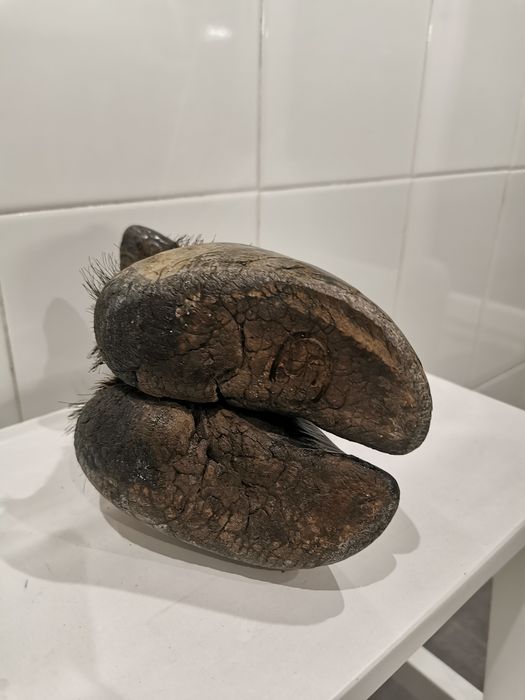 Cinzeiro pata de búfalo