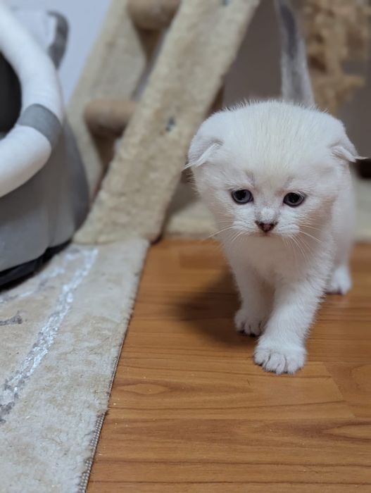 Kot rasy Scottish Fold, rodowód