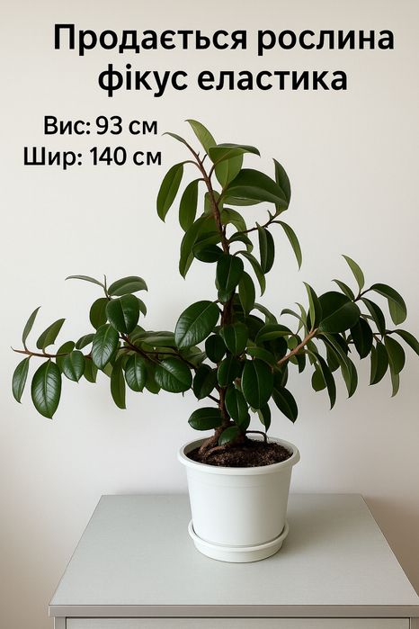 Доглянутий фікус еластика(каучуконосний)