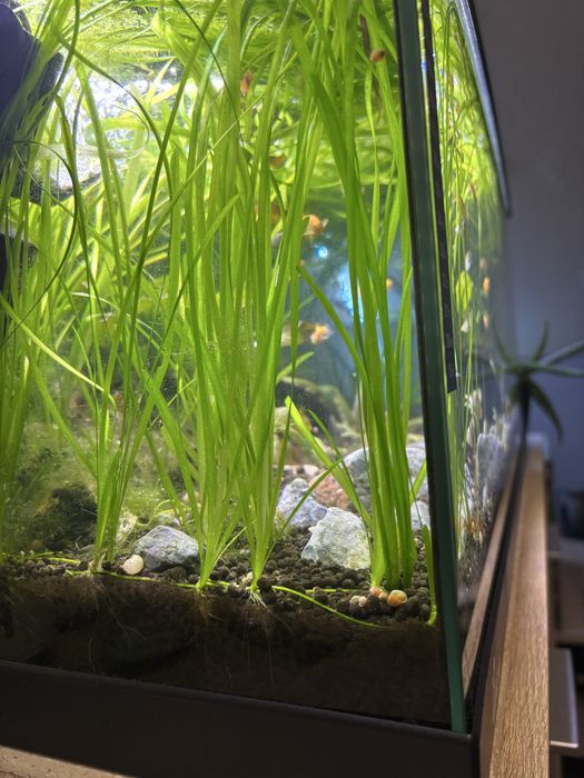 Nurzaniec sadzonki minimum 30-40cm