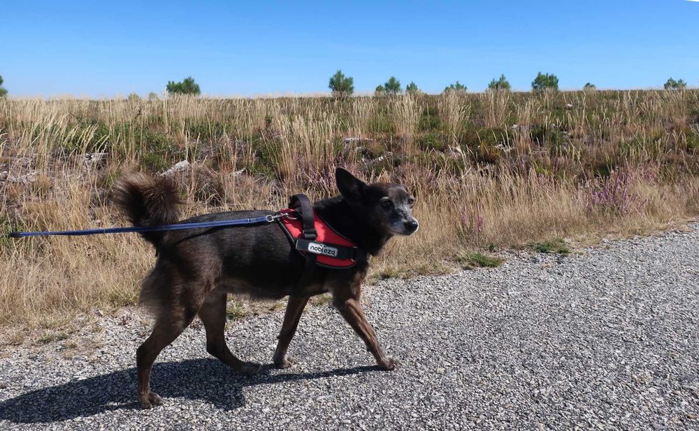 Passeio Canino / Dog Walking