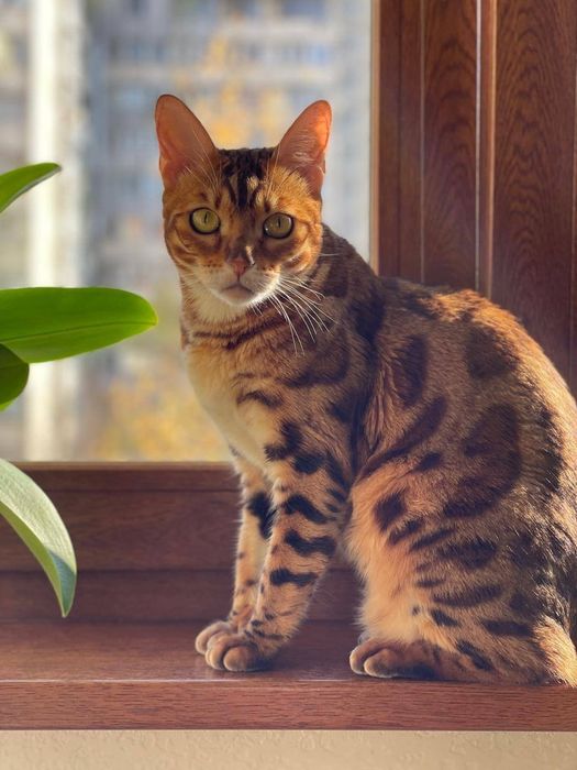 Отдам в добрые руки кошечку бенгальской породы