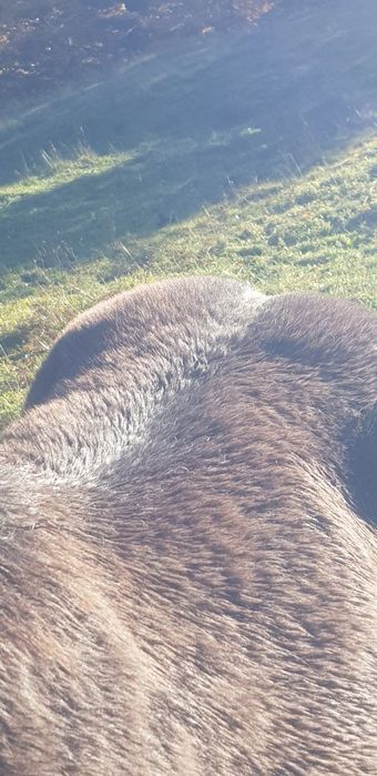 Продається лошук 7 місяців