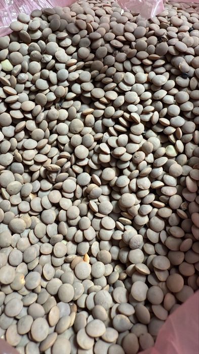 Семена чечевицы красной сорт Максима