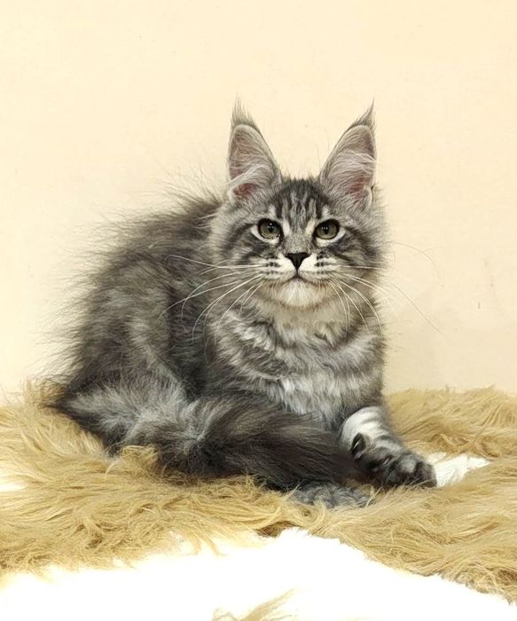 Котенок маленькая прелесть в серебряной шубке !