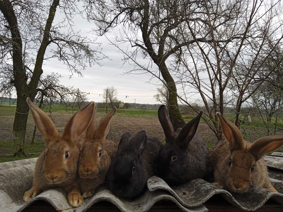 Молоденькі кролики