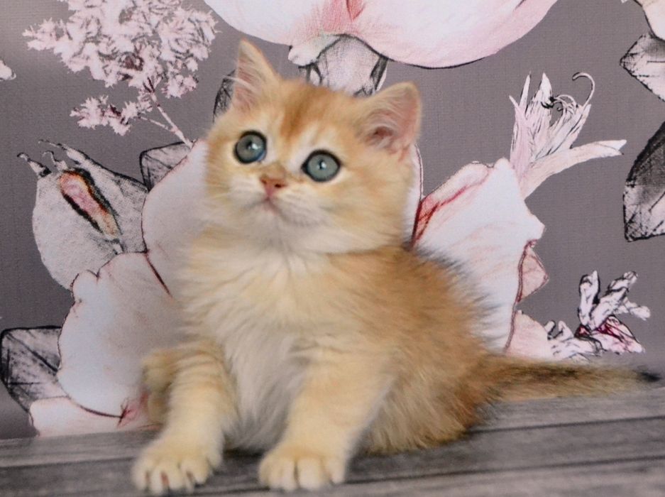 Британська золота шиншила