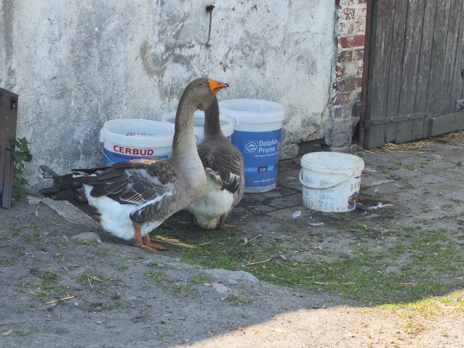 Gęsior. Gęś. Gęsi