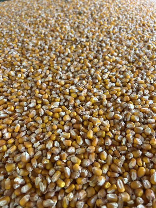 Śruta pasza karma mieszanka kukurydza mielona pszenica lub cale ziarno