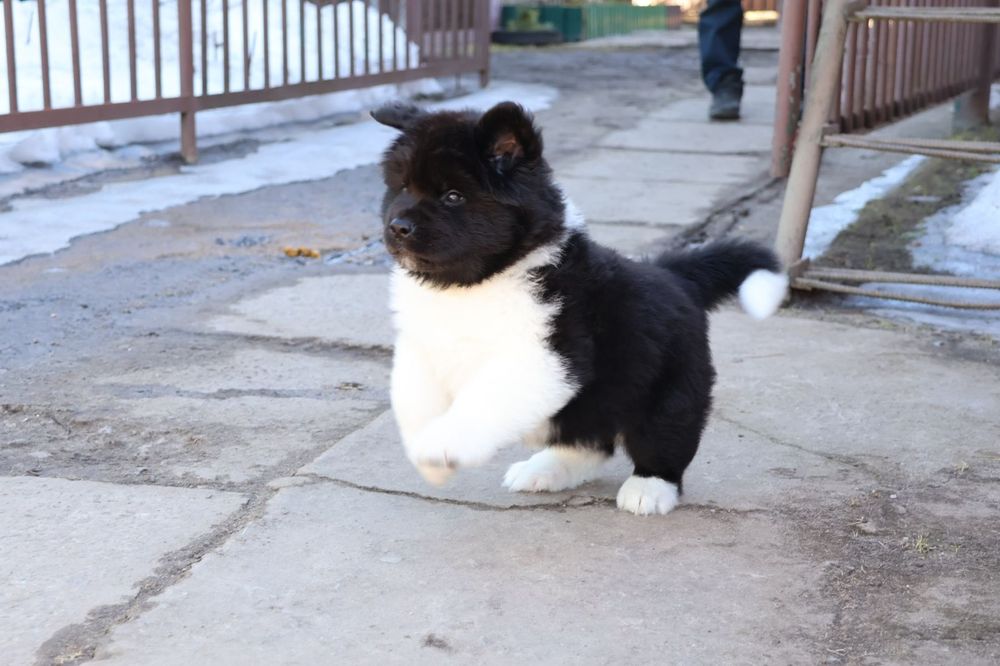 Цуценята американської акіти