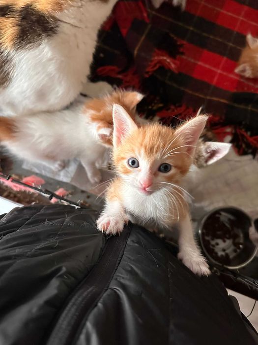 Gatinhos com 2 meses para adoção responsável
