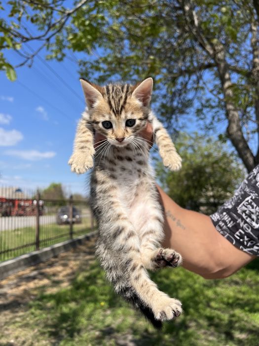 Бенгальські котенята