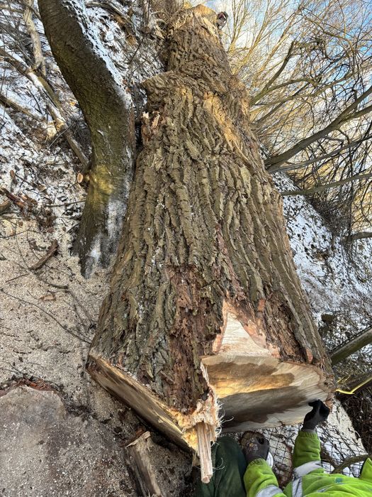 Topola drzewo tartaczne, dłużyca