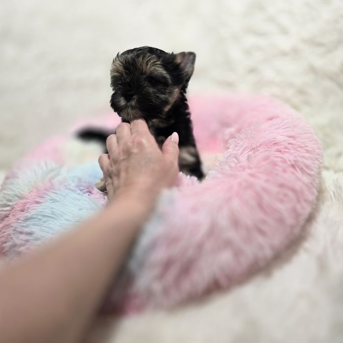 Dziewczynka Yorkshire Terrier