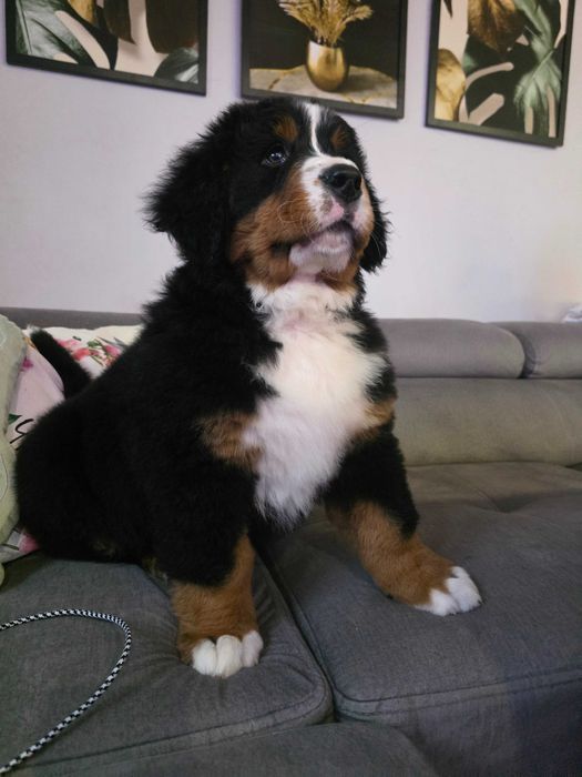 Berneński Pies Pasterski